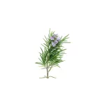 Biomed Rozmaring forte krém 70g