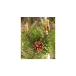 Biomed Rozmaring forte krém 70g