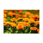 Biomed Körömvirág krém Forte 60g