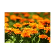 Biomed Körömvirág krém Forte 60g