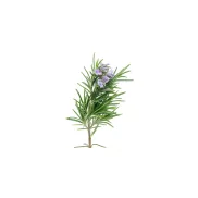 Biomed Rozmaring krém forte dupla 2x70g