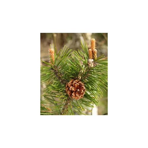 Biomed Rozmaring krém forte dupla 2x70g