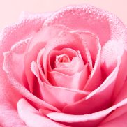 Nuxe Very Rose ragyogást fokozó arcradír 75ml