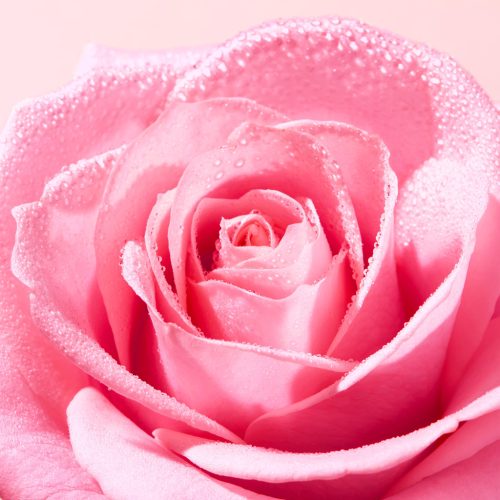 Nuxe Very Rose ragyogást fokozó arcradír 75ml