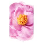 Nuxe Hair Prodigieux High Shine Shampoo- Fényesítő sampon 200ml