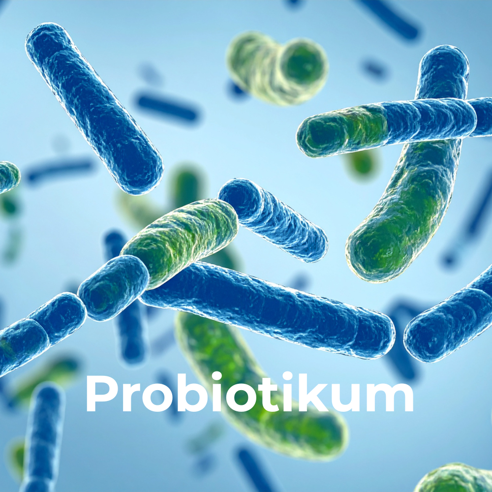 🦠 Mikrobiom és probiotikum – mi a különbség, és hogyan támogasd tudatosan a bélflórádat?