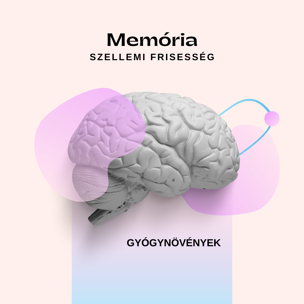 Koncentráció és memória támogatása természetesen – gyógynövények az agy frisseségért