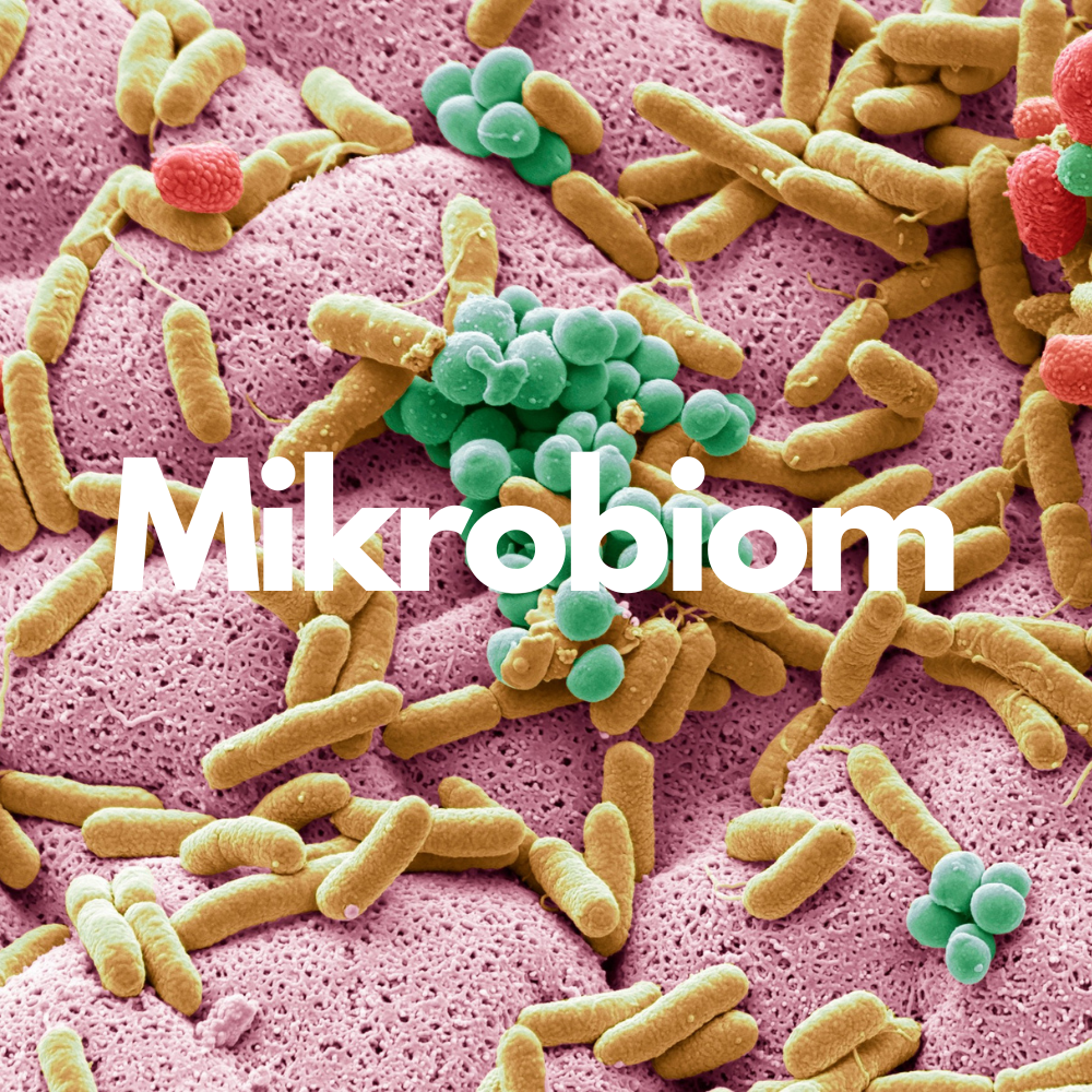 🧬Mi az a mikrobiom? – A testünk rejtett szuperhadserege
